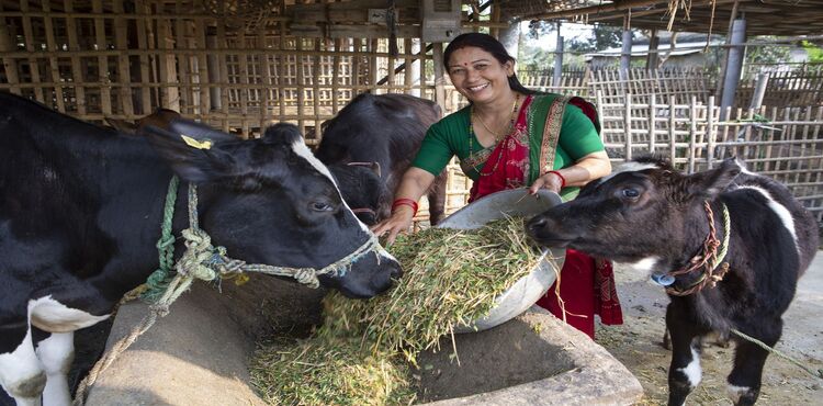 Nepal Livestock Analysis